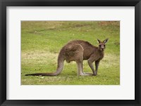 Kangaroo, Trial Bay, New South Wales, Australia Fine Art Print
