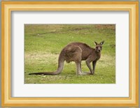 Kangaroo, Trial Bay, New South Wales, Australia Fine Art Print