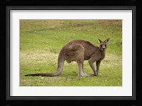Kangaroo, Trial Bay, New South Wales, Australia Fine Art Print