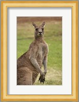 Kangaroo, Trial Bay, New South Wales, Australia Fine Art Print