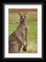 Kangaroo, Trial Bay, New South Wales, Australia Fine Art Print