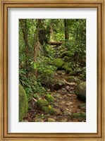 Stream, Wooroonooran National Park, North Queensland, Australia Fine Art Print