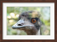 Emu's face, Taronga Zoo, Sydney, NSW, Australia Fine Art Print