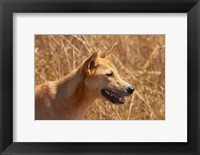 Dingo wildlife, Kakadu NP, Northern Territory, Australia Fine Art Print