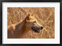 Dingo wildlife, Kakadu NP, Northern Territory, Australia Fine Art Print