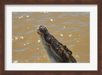 Jumping Crocodile Cruise, Adelaide River, Australia Fine Art Print
