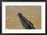 Jumping Crocodile Cruise, Adelaide River, Australia Fine Art Print