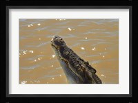 Jumping Crocodile Cruise, Adelaide River, Australia Fine Art Print