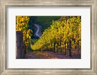 Australia, Adelaide Hills, Summertown vineyard Fine Art Print