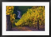 Australia, Adelaide Hills, Summertown vineyard Fine Art Print