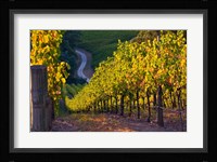 Australia, Adelaide Hills, Summertown vineyard Fine Art Print