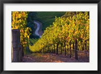 Australia, Adelaide Hills, Summertown vineyard Fine Art Print