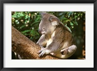 Koala, Australia Fine Art Print