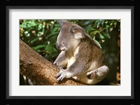 Koala, Australia Fine Art Print