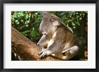 Koala, Australia Fine Art Print