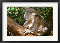 Koala, Australia Fine Art Print
