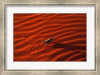 Thorny Devil, Central Desert, Australia Fine Art Print