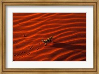 Thorny Devil, Central Desert, Australia Fine Art Print