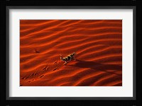 Thorny Devil, Central Desert, Australia Fine Art Print