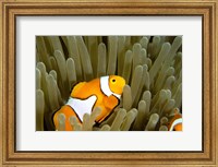 Australia, Great Barrier Reef, Clown fish Fine Art Print