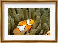Australia, Great Barrier Reef, Clown fish Fine Art Print