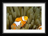 Australia, Great Barrier Reef, Clown fish Fine Art Print