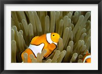 Australia, Great Barrier Reef, Clown fish Fine Art Print