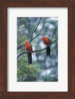 Male Australian King Parrots, Queensland, Australia Fine Art Print