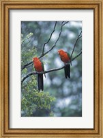 Male Australian King Parrots, Queensland, Australia Fine Art Print