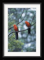 Male Australian King Parrots, Queensland, Australia Fine Art Print