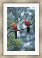 Male Australian King Parrots, Queensland, Australia Fine Art Print