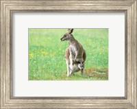 Australia, Kangaroo Island, Western Gray Kangaroos Fine Art Print