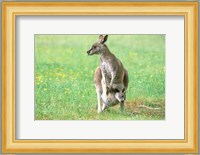 Australia, Kangaroo Island, Western Gray Kangaroos Fine Art Print