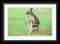 Australia, Kangaroo Island, Western Gray Kangaroos Fine Art Print