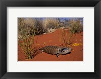 Blue-tongued Skink lizard, Ayers Rock, Australia Fine Art Print