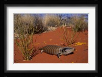 Blue-tongued Skink lizard, Ayers Rock, Australia Fine Art Print