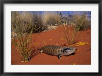 Blue-tongued Skink lizard, Ayers Rock, Australia Fine Art Print