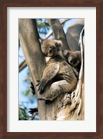 Mother and Baby Koala on Blue Gum, Kangaroo Island, Australia Fine Art Print