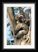 Mother and Baby Koala on Blue Gum, Kangaroo Island, Australia Fine Art Print