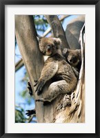 Mother and Baby Koala on Blue Gum, Kangaroo Island, Australia Fine Art Print