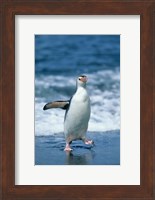 Royal Penguin, Macquarie, Austalian sub-Antarctic Fine Art Print