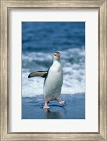 Royal Penguin, Macquarie, Austalian sub-Antarctic Fine Art Print