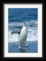 Royal Penguin, Macquarie, Austalian sub-Antarctic Fine Art Print