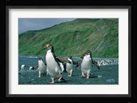 Royal Penguin, Macquarie, Austalian sub-Antarctic Fine Art Print