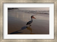 Australian pelican bird on the beach, Stradbroke Island, Australia Fine Art Print