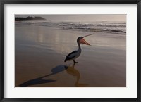 Australian pelican bird on the beach, Stradbroke Island, Australia Fine Art Print