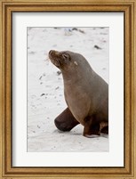 Australian Sea Lion, Kangaroo Island, Australia Fine Art Print