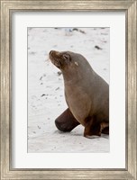 Australian Sea Lion, Kangaroo Island, Australia Fine Art Print