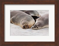 Australian Sea Lion, Kangaroo Island, South Australia Fine Art Print