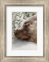 Australian Sea Lion, Seal Bay Conservation Park,  South Australia Fine Art Print